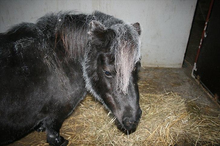 Dansk Miniature Pari Maluri (Silke) - Silke har trukket i vinterkostumet. -18 grader udenfor og netop kommet ind for natten billede 16