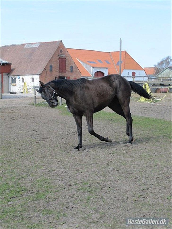 Dansk Varmblod Linetta K billede 11