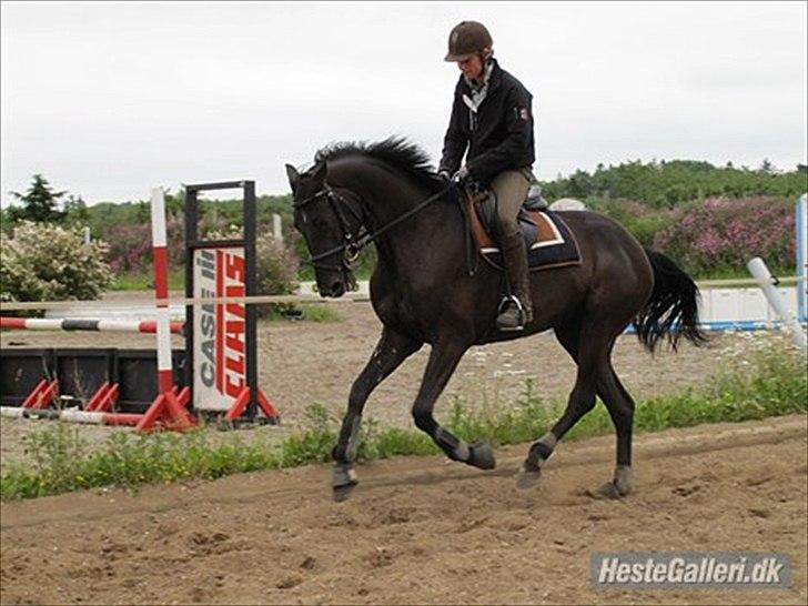 Dansk Varmblod Linetta K billede 12