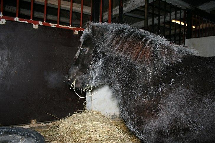 Dansk Miniature Pari Maluri (Silke) - Silke har trukket i vinterkostumet. -18 grader udenfor og netop kommet ind for natten billede 17