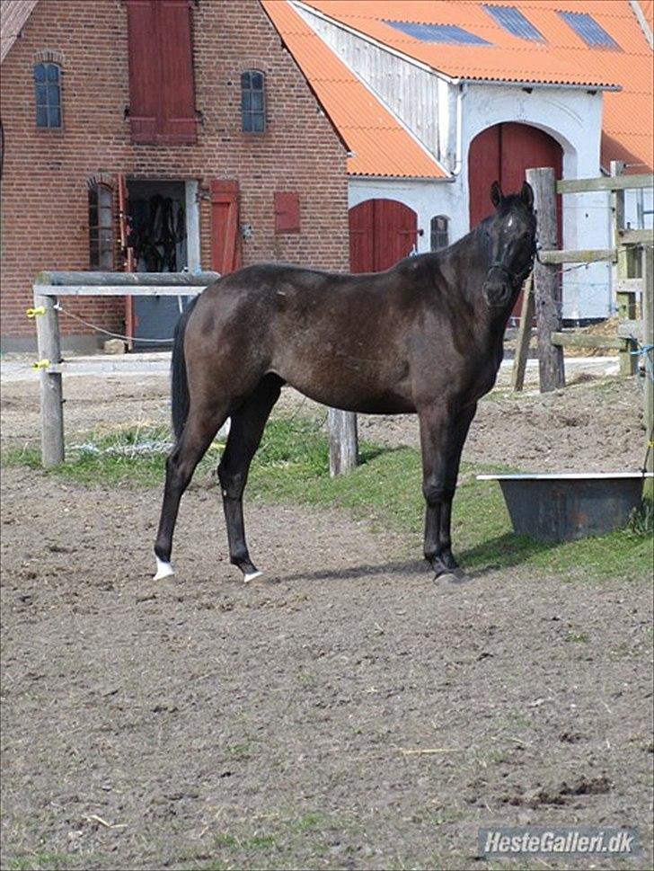Dansk Varmblod Linetta K billede 13