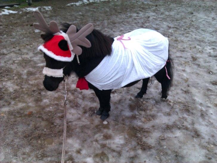 Dansk Miniature Pari Maluri (Silke) - Et lille gaverensdyr til juleafslutning og hygge i Teestrup 4h den 11. december 2010 billede 18