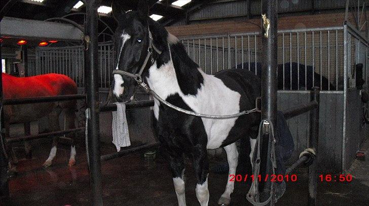 Pinto  Pinkas<3 Solgt billede 18