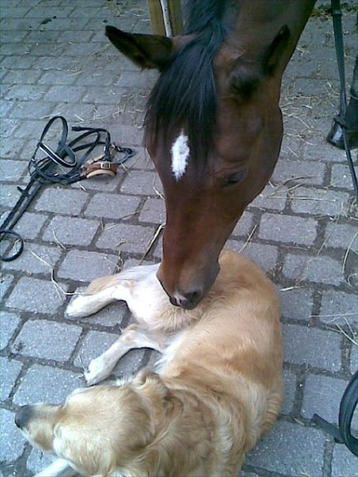 Trakehner Topper - [ Tante's ] - Velkommen til Topsen profil :P!! billede 1