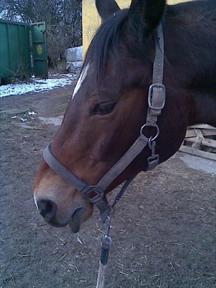 Trakehner Topper - [ Tante's ] - Øøhh, jeg er træt :)!      Hængemule... billede 2