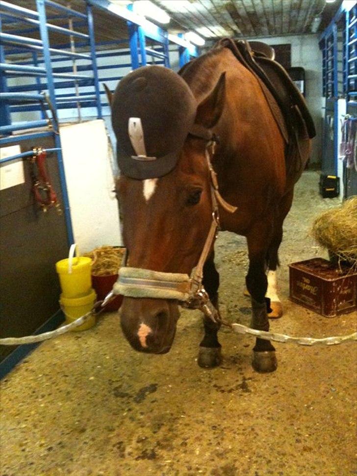 Trakehner Topper - [ Tante's ] - Man skal altid huske hjelm!! billede 4