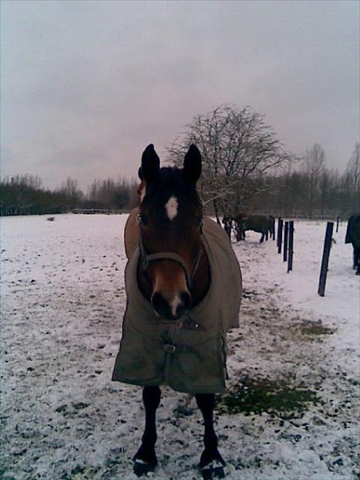 Trakehner Topper - [ Tante's ] - Hej med jer :)!! billede 5