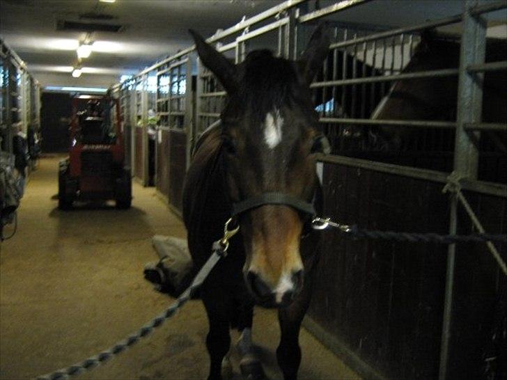 Trakehner Topper - [ Tante's ] - Åh nej nu skal jeg til svømning! billede 6