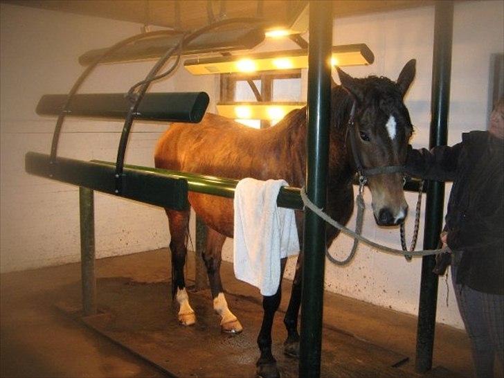 Trakehner Topper - [ Tante's ] - Tak for kigget kig gerne forbi de andre :)! billede 7