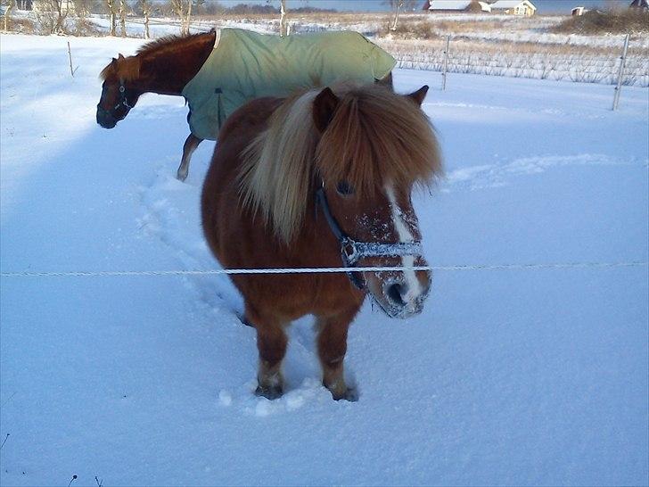 Anden særlig race Mini Max - Mini Max har sulet sig selvC: hehe :P billede 5