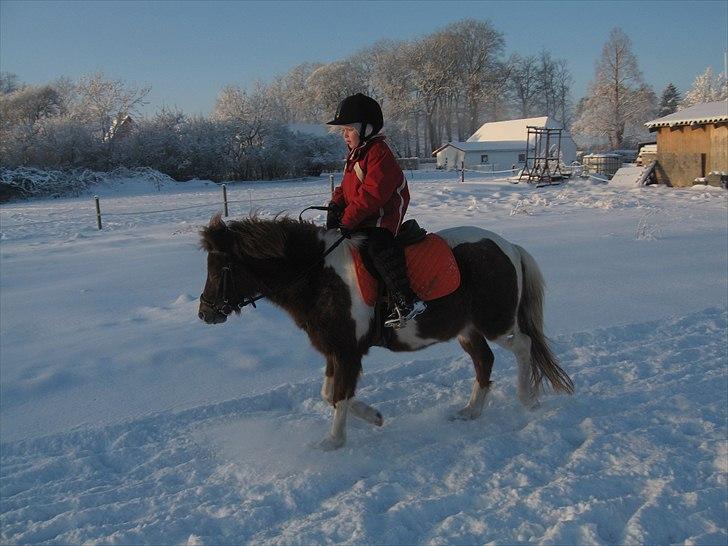 Anden særlig race Bell  (Solgt) - Stine og Bell i sneen billede 2