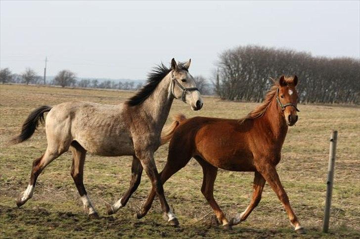 Hollandsk Varmblod Money Quest - maj 10 billede 15