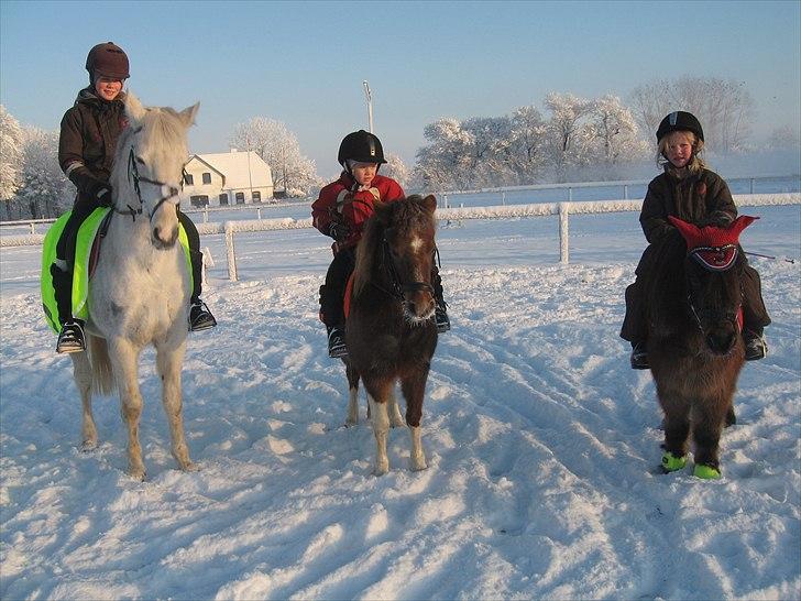 Anden særlig race Bell  (Solgt) - Stine og Bell i sneen sammen med Julie og Orlanda og Melissa og Peter Pedal billede 3