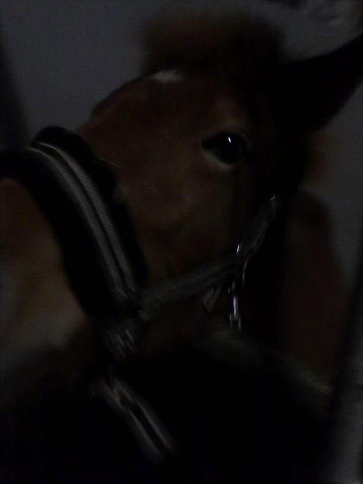 Anden særlig race safira (solgt);(  - en fræk pony;D  billede 7