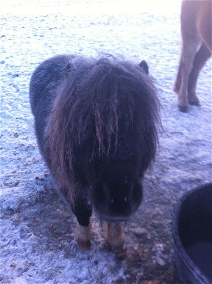 Anden særlig race Hafferlaffen - Min lille sne pony :-) billede 10