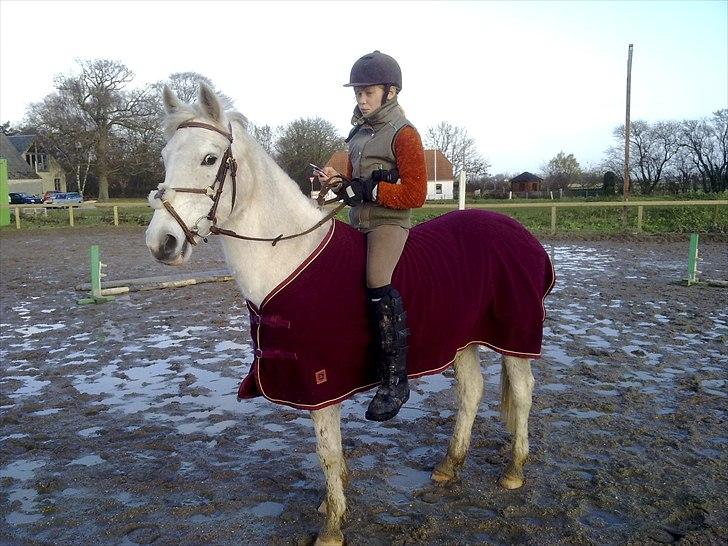 Hollandsk Sportspony Orlanda Downland (Himmelhest??) - hygge ridning billede 1