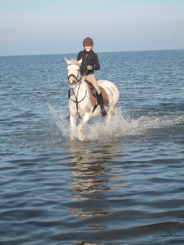 Hollandsk Sportspony Orlanda Downland (Himmelhest??) - det er sjovt at bade  billede 2