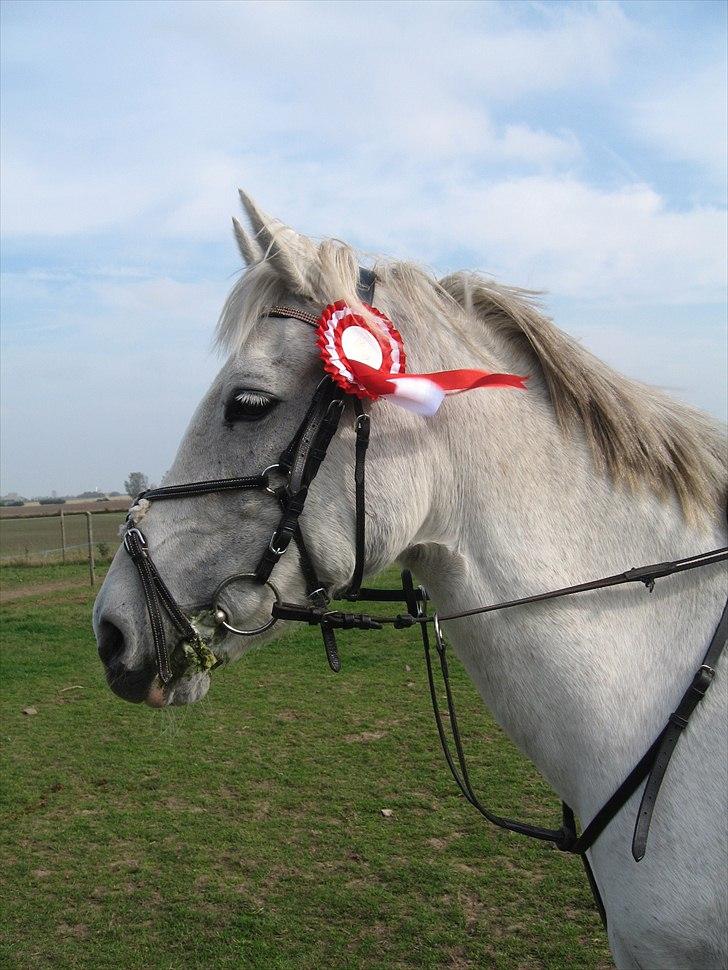Hollandsk Sportspony Orlanda Downland (Himmelhest??) - 1. plads billede 3