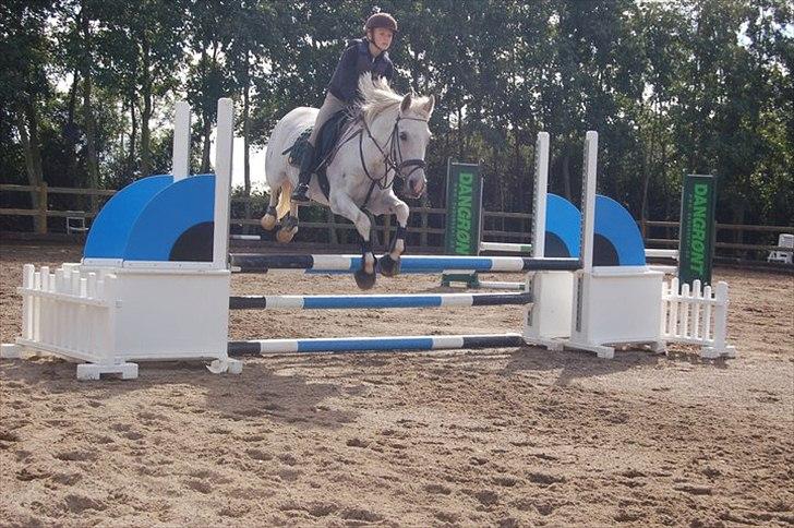 Hollandsk Sportspony Orlanda Downland (Himmelhest??) - springundervisning af tina lund billede 4