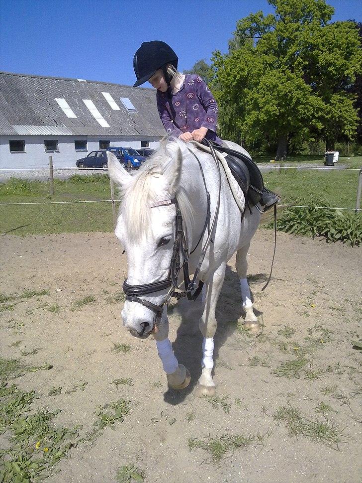 Hollandsk Sportspony Orlanda Downland (Himmelhest??) - stine skridter orlanda af billede 5