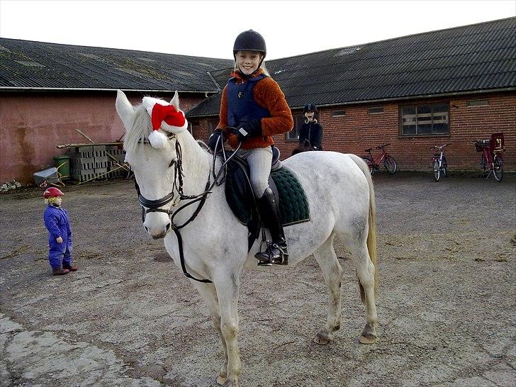 Hollandsk Sportspony Orlanda Downland (Himmelhest??) - jule humør billede 6