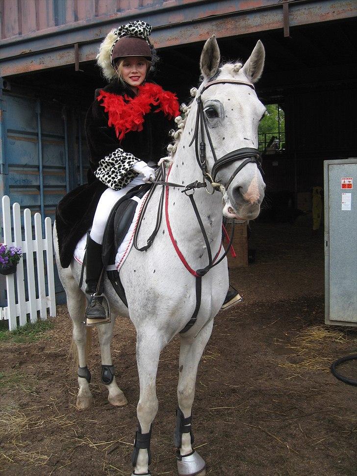 Hollandsk Sportspony Orlanda Downland (Himmelhest??) - kostumespring (cruella de ville) billede 7