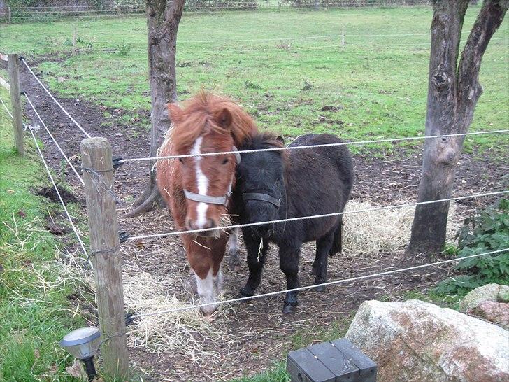 Shetlænder Mini Max  - MIg og min ven UPS billede 15