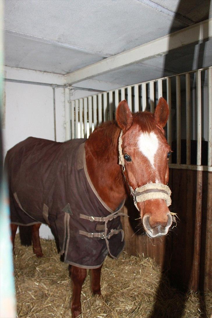 Anden særlig race Bonnie billede 20