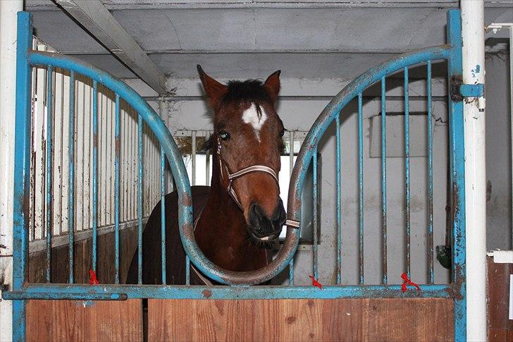 Anden særlig race La Bella - 2 år gammel billede 18