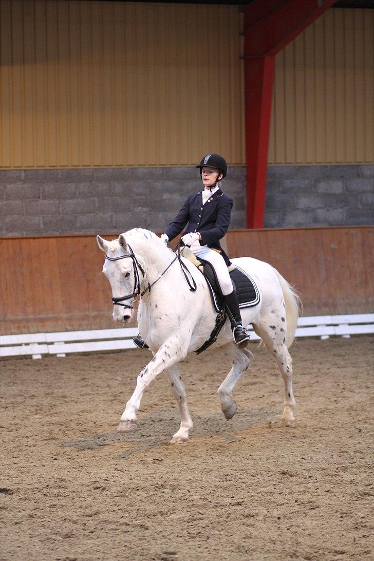 Knabstrupper Gelsådalens Zorro - Foto: Ridehesten billede 18