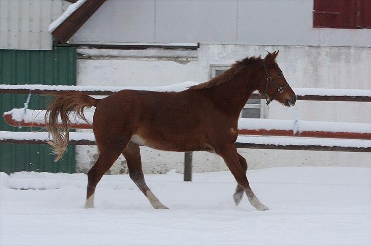 Anden særlig race Malou  billede 1