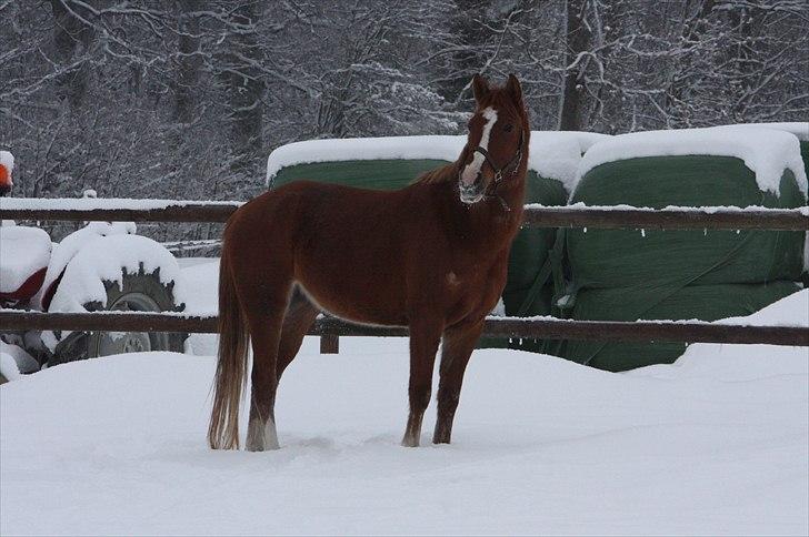 Anden særlig race Malou  billede 2