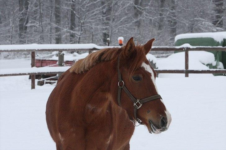 Anden særlig race Malou  billede 3
