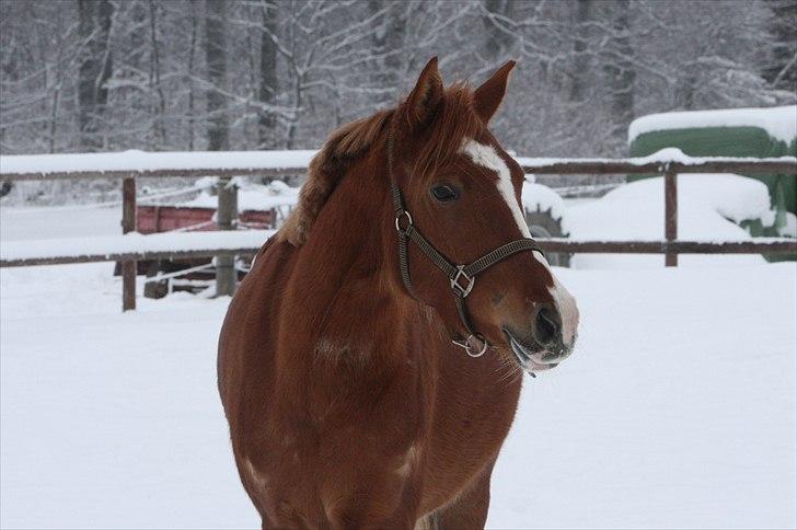 Anden særlig race Malou  billede 4