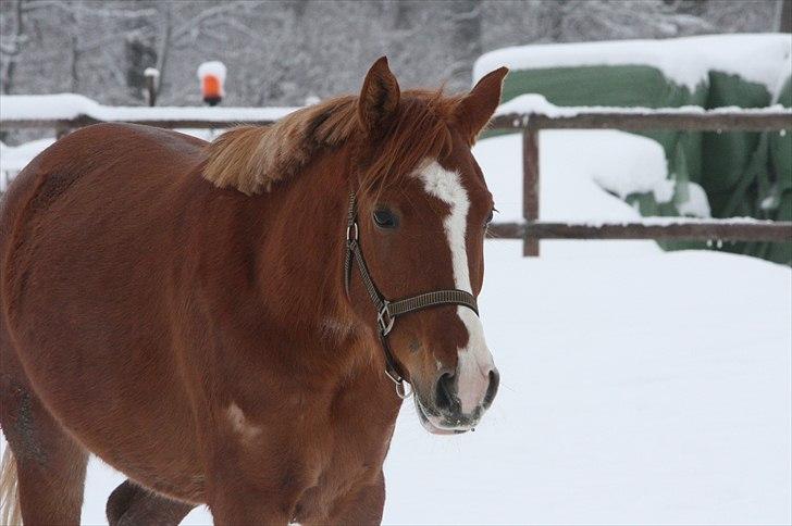 Anden særlig race Malou  billede 5