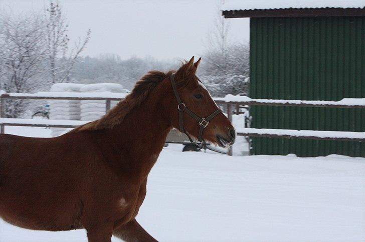 Anden særlig race Malou  billede 6