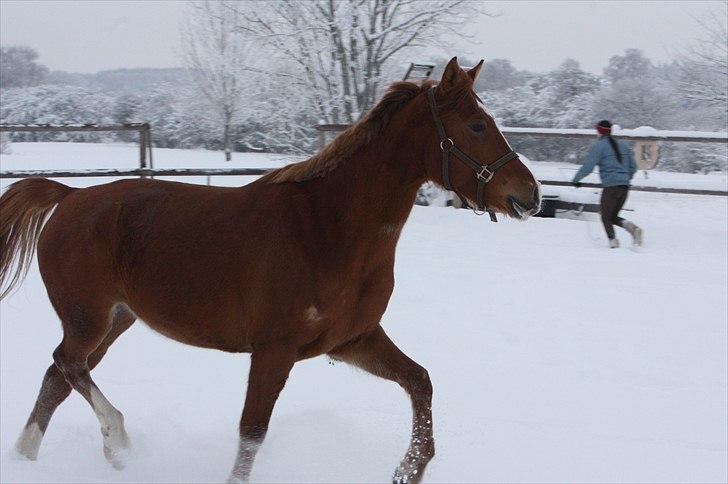 Anden særlig race Malou  billede 7