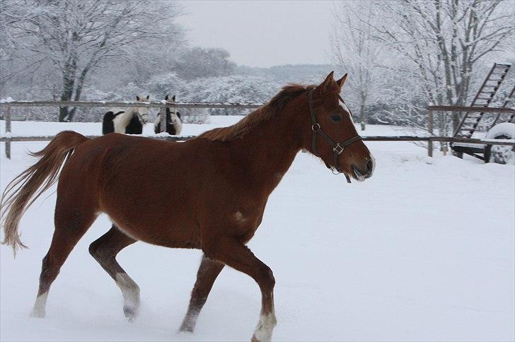 Anden særlig race Malou  billede 8
