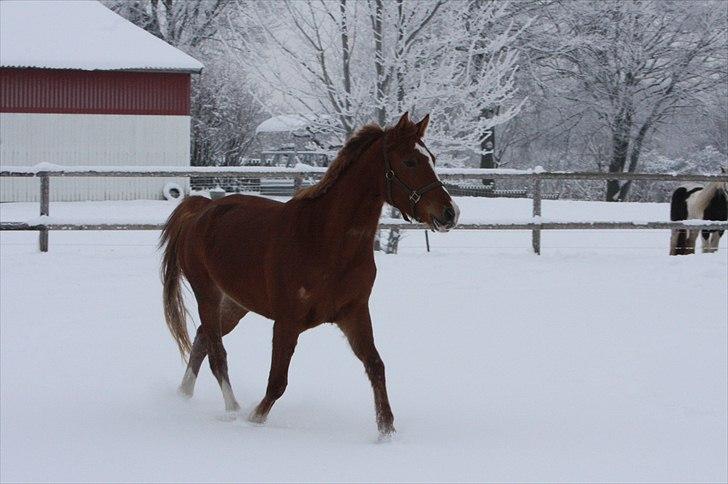 Anden særlig race Malou  billede 9