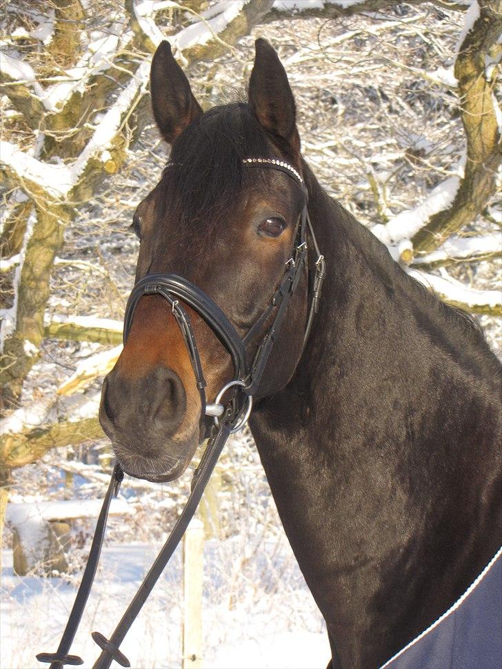 Oldenborg Calvino Langmose  billede 7