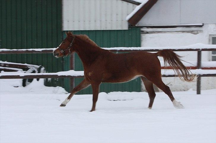 Anden særlig race Malou  billede 10