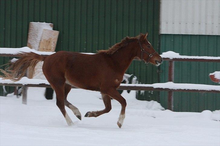 Anden særlig race Malou  billede 11