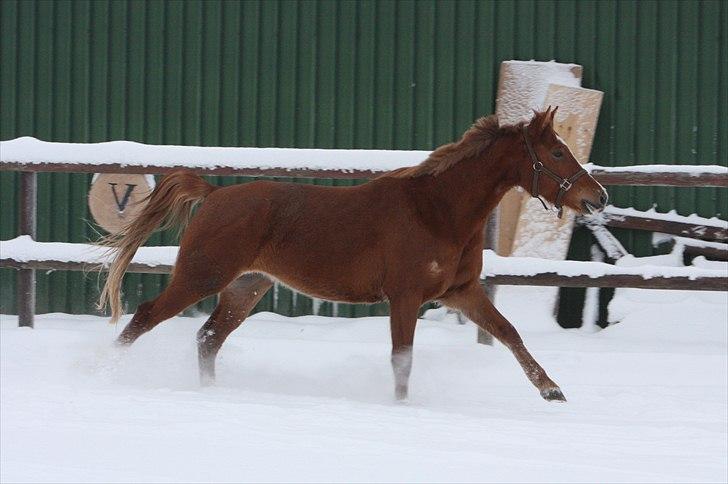 Anden særlig race Malou  billede 12