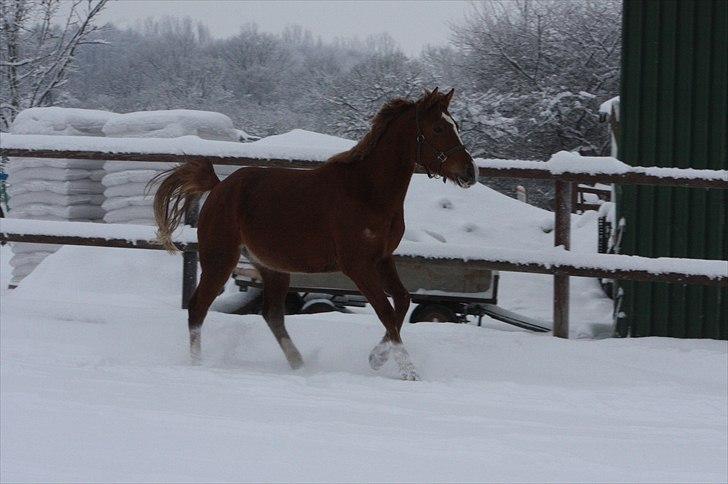Anden særlig race Malou  billede 13