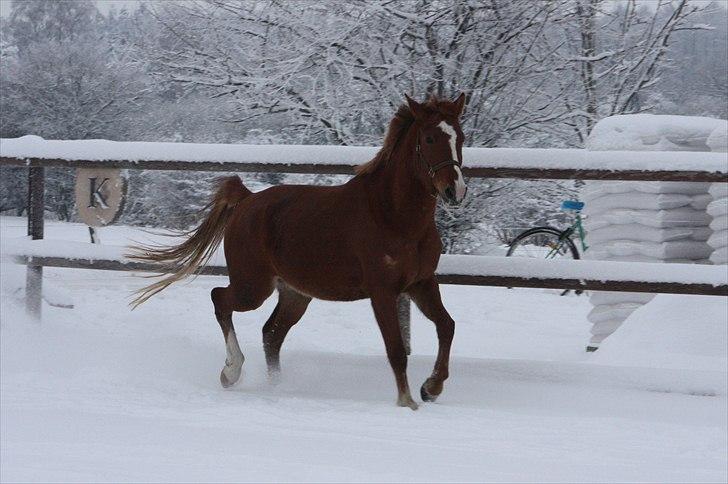 Anden særlig race Malou  billede 14
