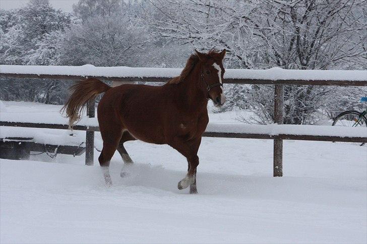 Anden særlig race Malou  billede 15