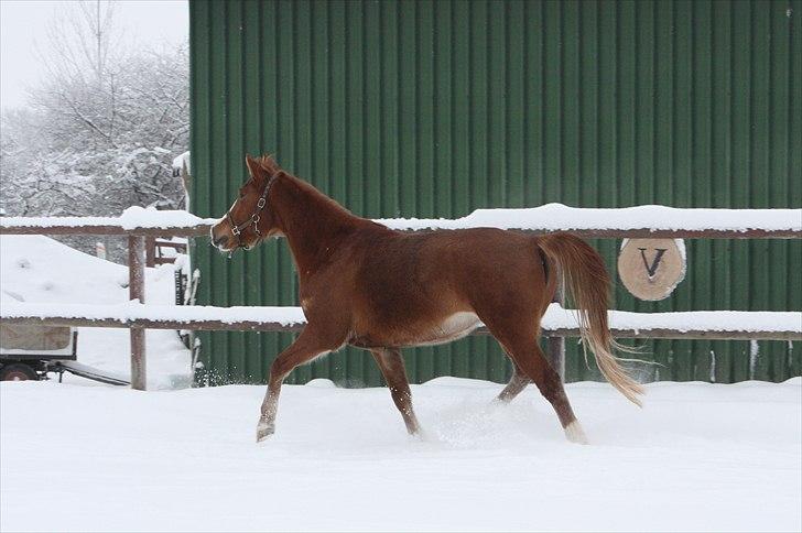 Anden særlig race Malou  billede 16
