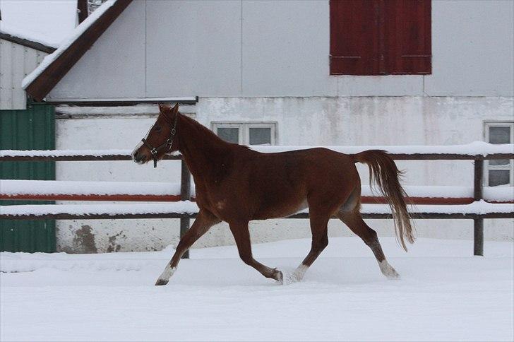 Anden særlig race Malou  billede 17