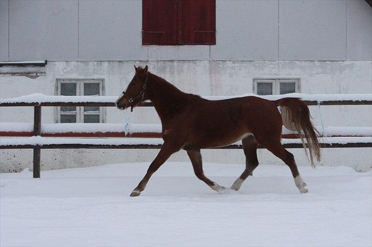 Anden særlig race Malou  billede 18