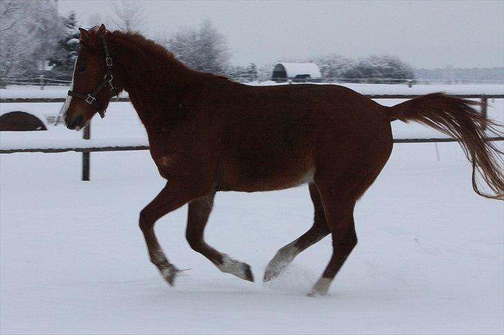 Anden særlig race Malou  billede 19